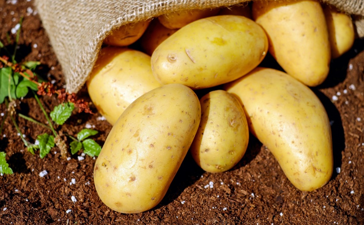 Сахалинские аграрии собрали уже 1390 тонн молодого картофеля, капусты, свёклы и моркови