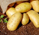 Сахалинские аграрии собрали уже 1390 тонн молодого картофеля, капусты, свёклы и моркови