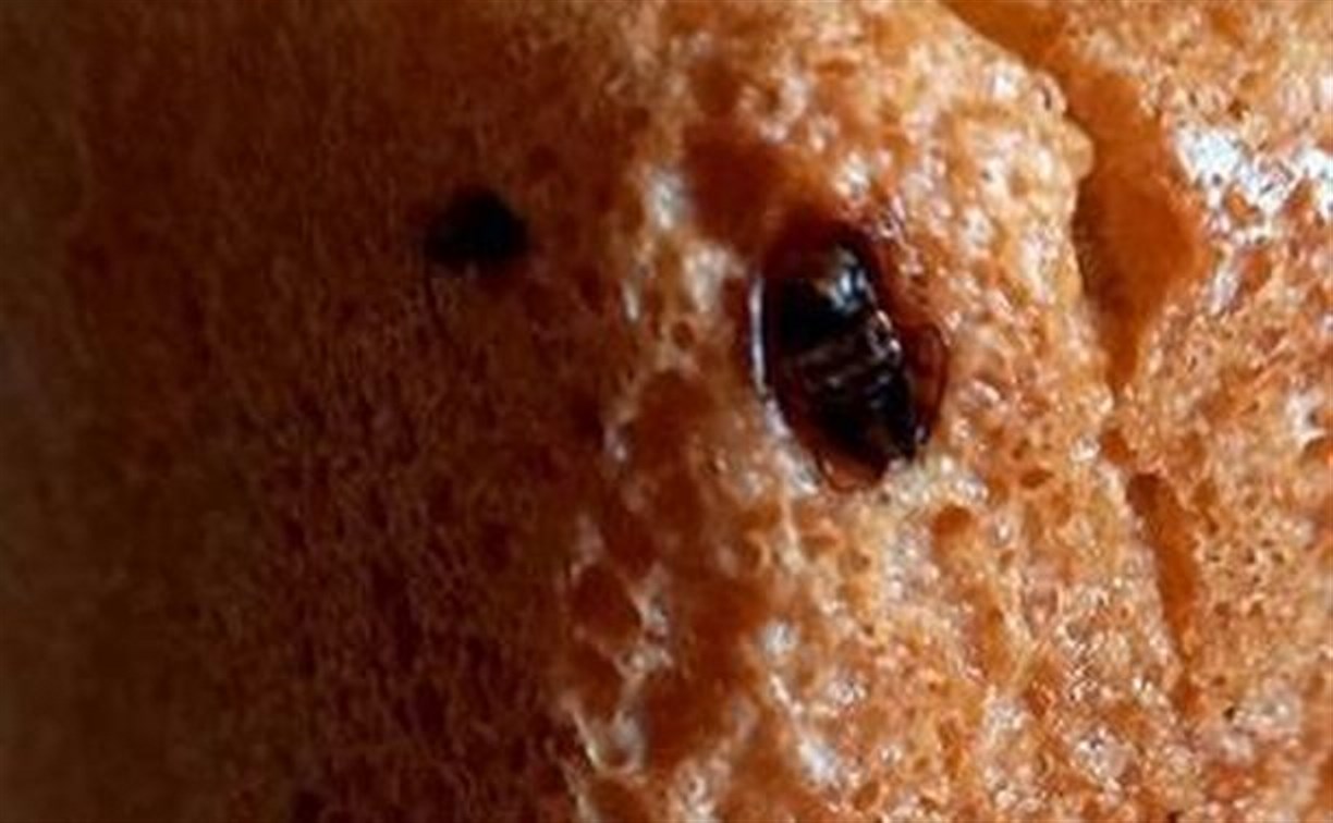 Хлеб с тараканами нашли в Южно-Сахалинске