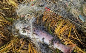 В реке Набиль браконьеры выбивают краснокнижного сахалинского тайменя 