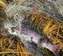 В реке Набиль браконьеры выбивают краснокнижного сахалинского тайменя 