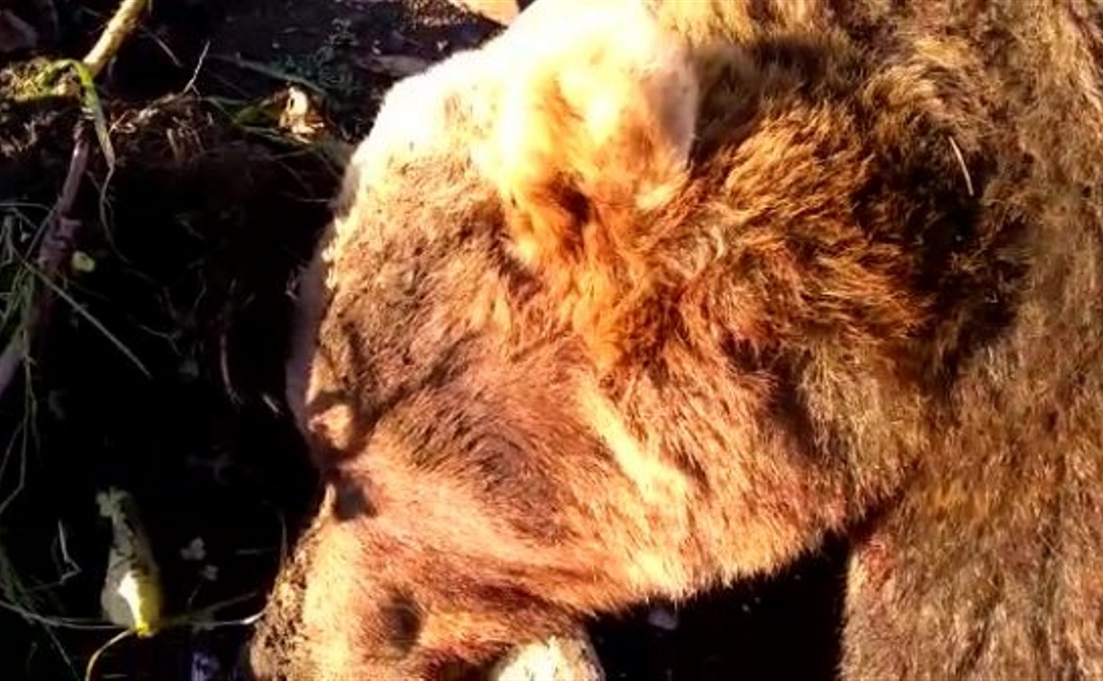 Появилось видео убитого медведя в Северо-Курильске