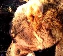 Появилось видео убитого медведя в Северо-Курильске