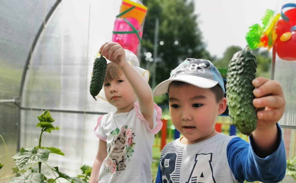 Воспитанники детского сада "Рябинка" в Южно-Сахалинске собрали первый урожай овощей 