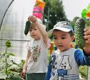 Воспитанники детского сада "Рябинка" в Южно-Сахалинске собрали первый урожай овощей 