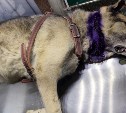 Сахалинские ветеринары удалили собаке 20-сантиметровую опухоль на шее
