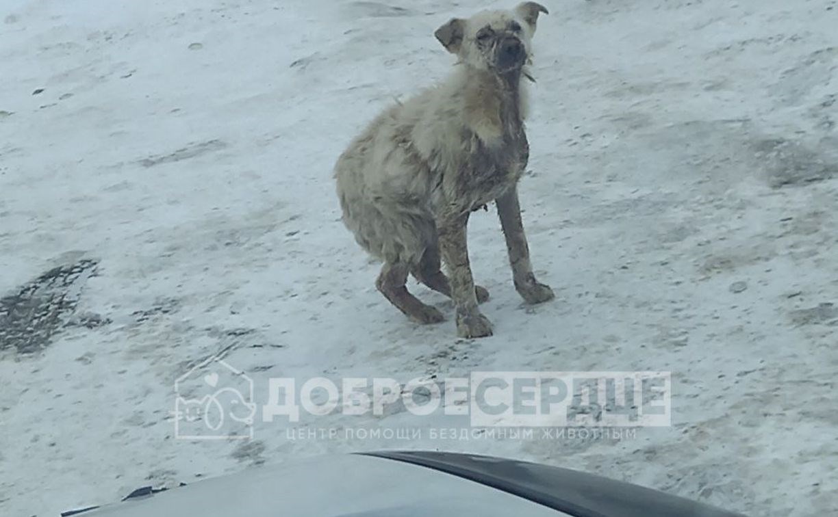Сахалинцы спасли на улице щенка, покрытого коростами и язвами