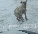 Сахалинцы спасли на улице щенка, покрытого коростами и язвами