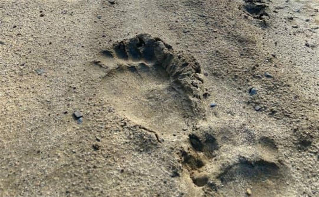 Огромные медвежьи следы обнаружили у магазина в Ногликах