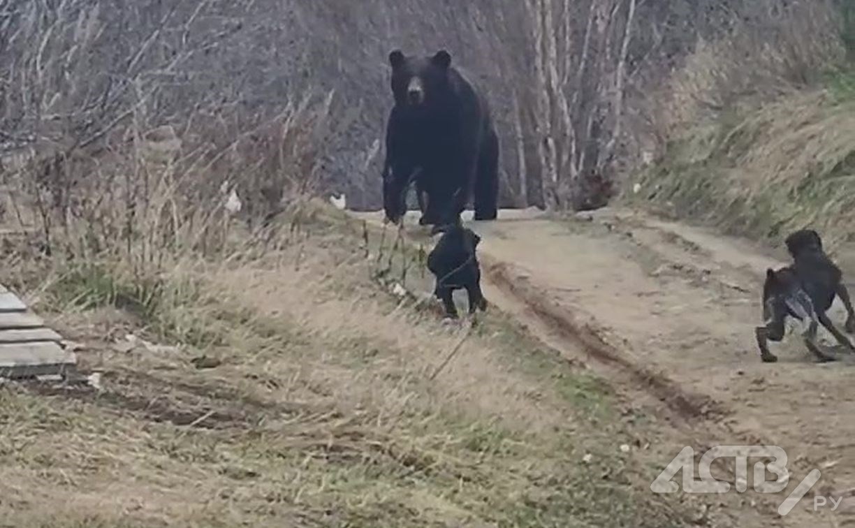 Огромный медведь пришёл во двор на Сахалине - видео
