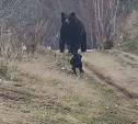 Огромный медведь пришёл во двор на Сахалине - видео