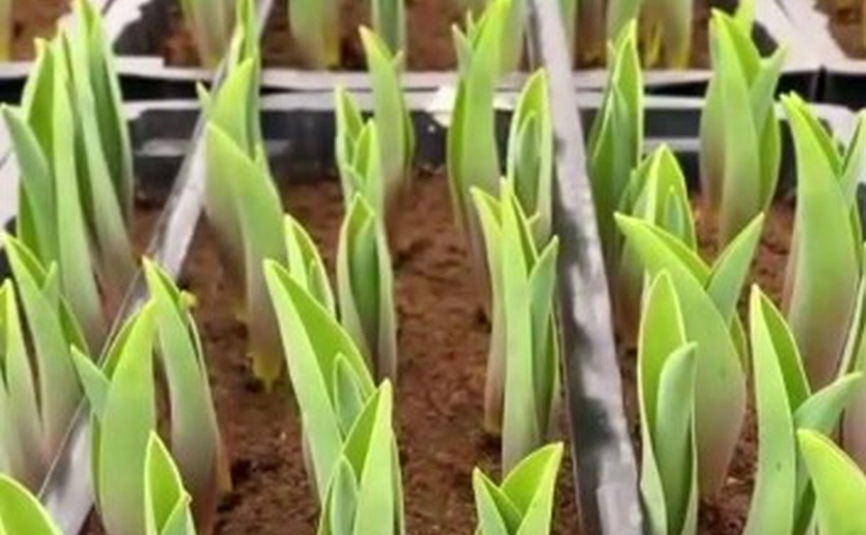 Сотни тысяч тюльпанов выросли на Сахалине среди тонн снега