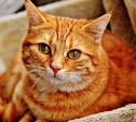 "Мы заберем вашего котика": мошенники придумали новый способ развода 