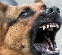 В Амурской области будут усыплять напавших на людей собак