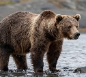 На Курилах отстрелили медведя, держащего в страхе село