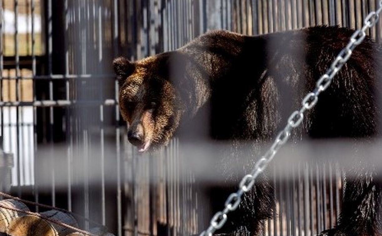 Медведи вышли из спячки в зоопарке Южно-Сахалинска