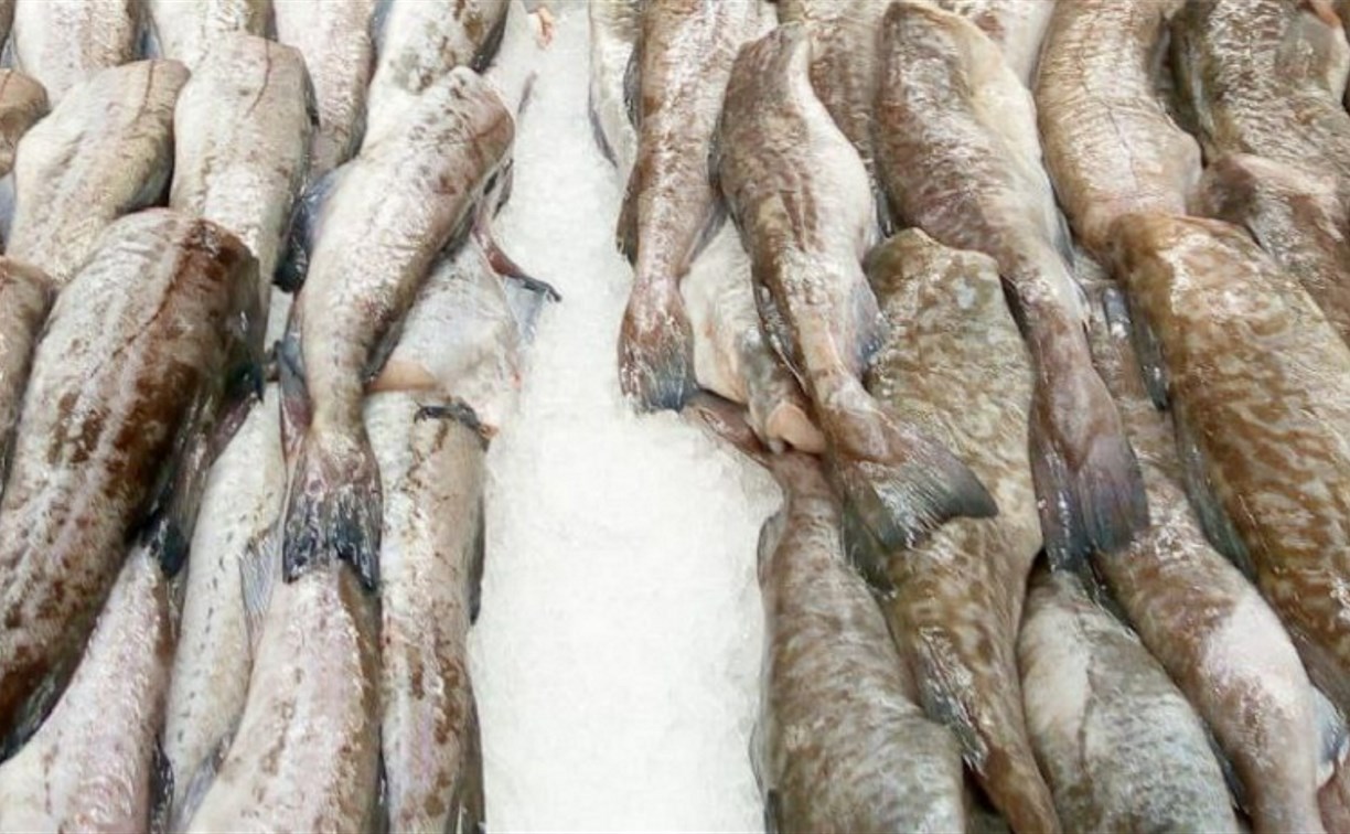 Сахалинцев приглашают за доступной рыбой от 69 рублей за килограмм