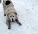 Прокуратура проверила качество отлова бездомных собак на Сахалине и нашла нарушения