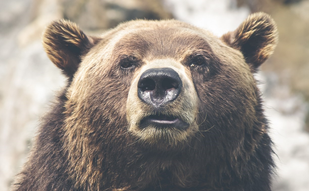 Защищать туристов от медведей предложили с помощью огнестрельного оружия
