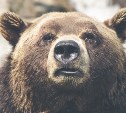 Защищать туристов от медведей предложили с помощью огнестрельного оружия