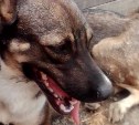 Привязанную к дереву истощенную собаку нашли дети на Сахалине, когда пошли купаться на речку 