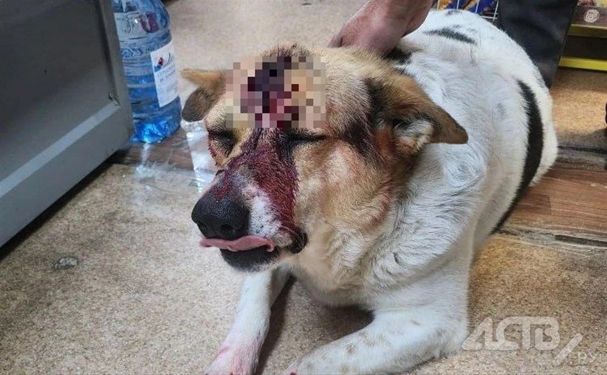 "Выстрелил в упор": в Невельске полиция проверяет информацию о жестоком обращении с собакой