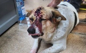 Происшествия