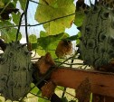 Огородник вырастил рогатую дыню и мохнатый арбуз в аномальное лето на Сахалине