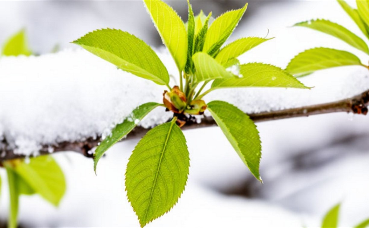 На Сахалине облачно, а на Курилах - местами снег: прогноз погоды для региона на 25 апреля