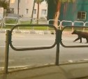 Молодой медведь взбаламутил жителей Долинского района 