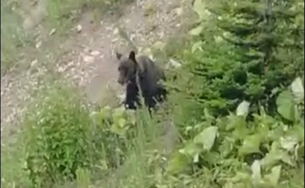 Исхудавший медведь вышел к автомобилистам на Холмском перевале 