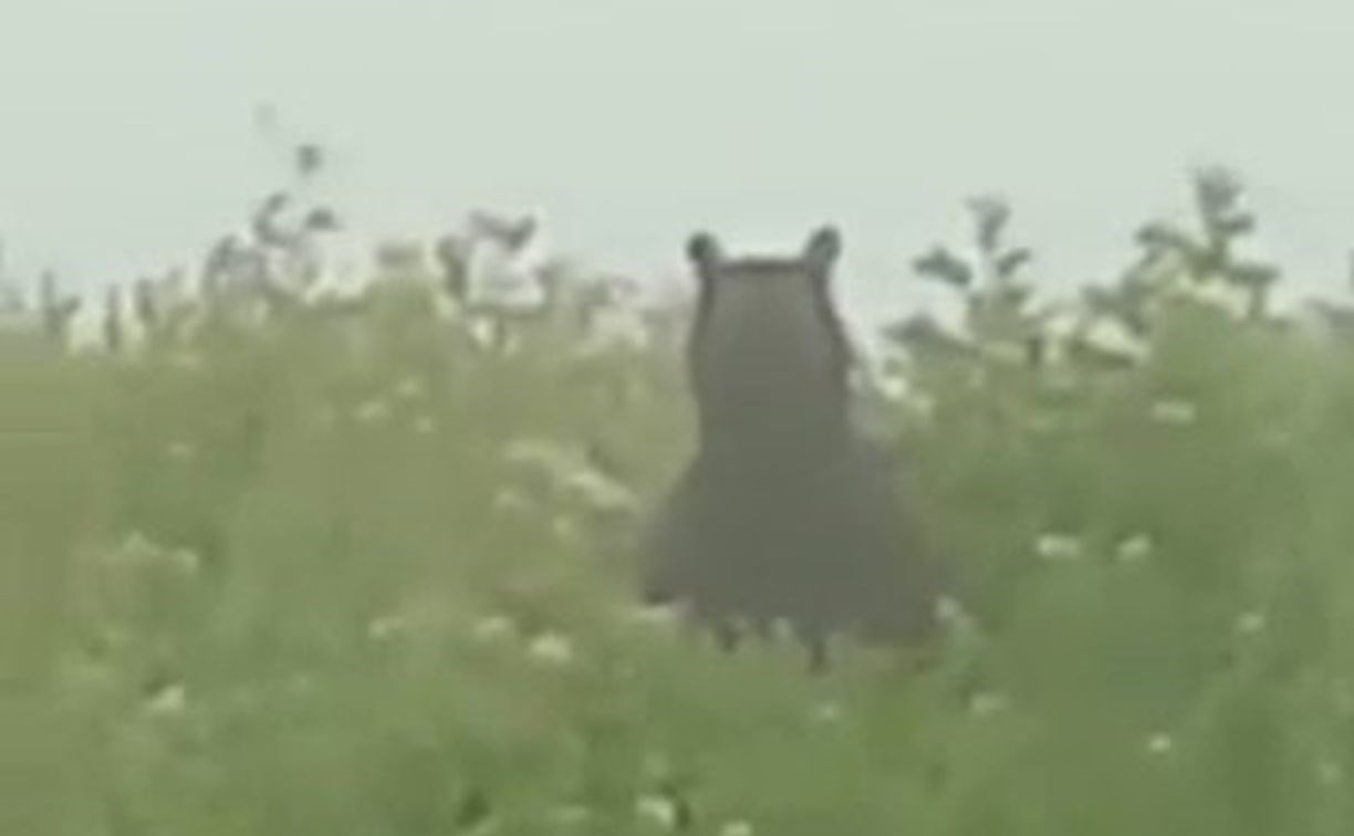 Медведя-гиганта заметили на Северных Курилах