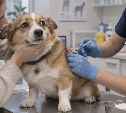 Опасную серию вакцины для собак изымут