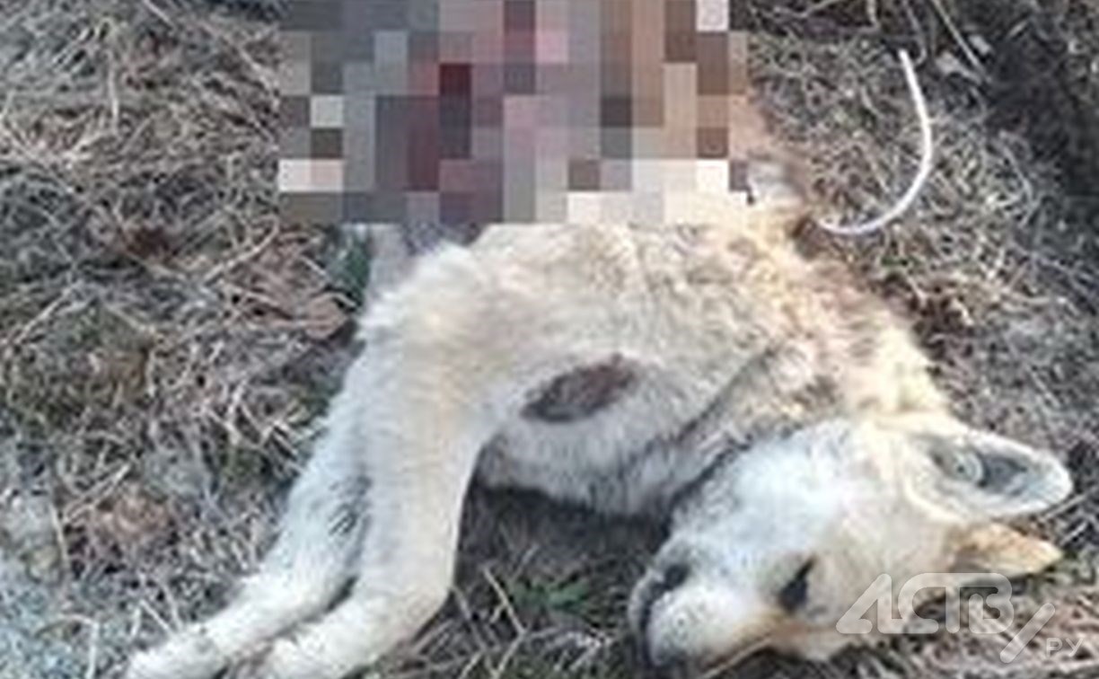 "Резали ножом и сдирали кожу": на Сахалине извращённым способом расправились с бездомными собаками