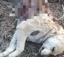 "Резали ножом и сдирали кожу": на Сахалине извращённым способом расправились с бездомными собаками