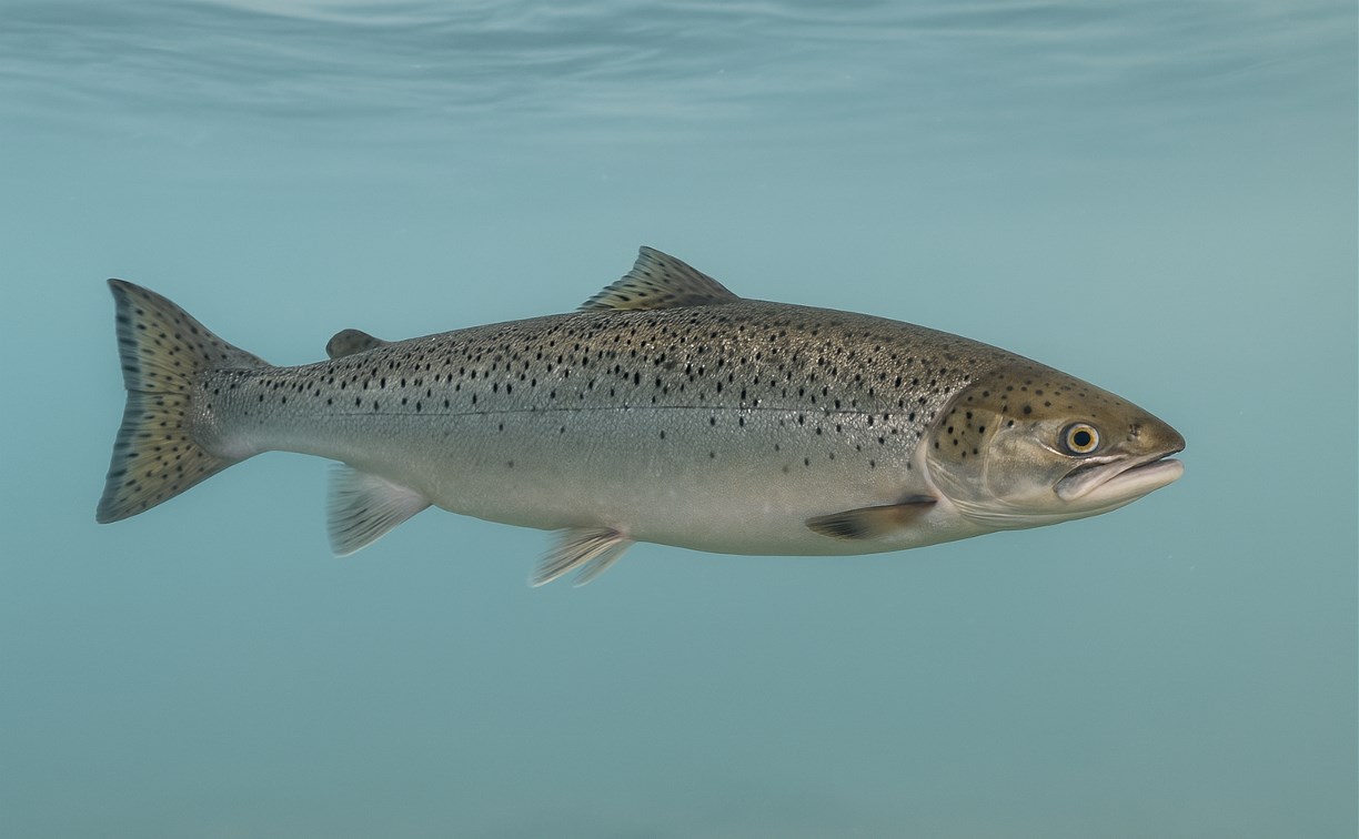 Россияне едят слишком мало рыбы и морепродуктов