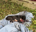 Осеннее обострение: в Макарове перерезали горло собаке, в Южно-Сахалинске расстреляли кота 