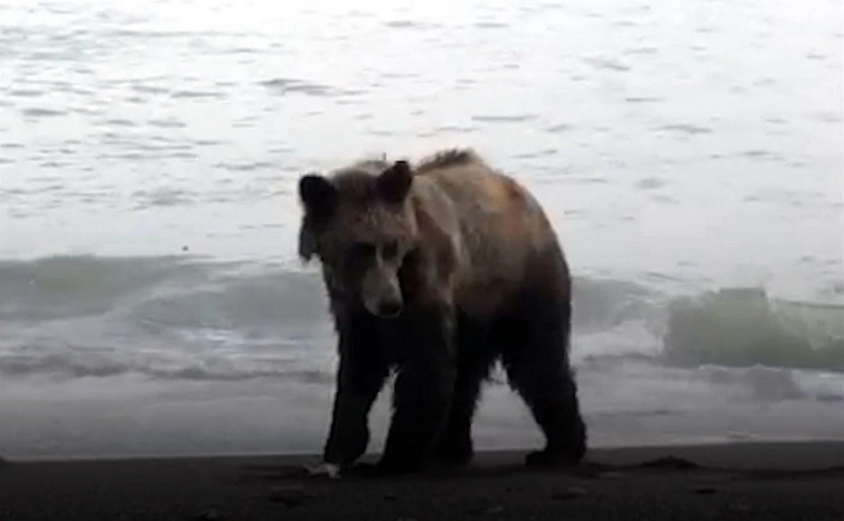 Пять медведей ликвидировали с начала года на Сахалине и Курилах