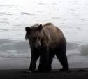 Пять медведей ликвидировали с начала года на Сахалине и Курилах
