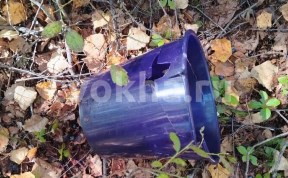 Общество