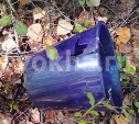 На Сахалине медведь напал на двух женщин: одна погибла