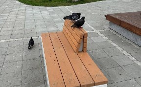 Общество