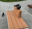 Голуби загадили новое место отдыха в Холмске 