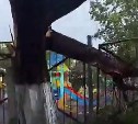 Часть дерева упала на территорию детсада в Южно-Сахалинске