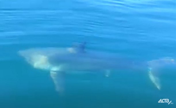 Акула за мысом Свободным заставила сахалинцев поволноваться
