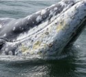 Серый кит устроил морской душ для исследователей (ФОТО)