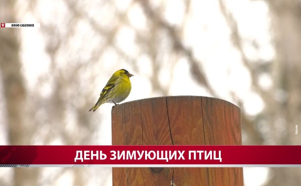 "Из бутылок? Забудьте": в Сахалинском ботаническом саду рассказали, какие кормушки могут ранить птиц