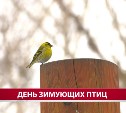 "Из бутылок? Забудьте": в Сахалинском ботаническом саду рассказали, какие кормушки могут ранить птиц