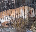 Собаку, напавшую на женщину в Хомутово, отправили в приют без права на свободу