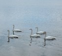 Пять грациозных птиц замечены на протоке в Охотском
